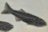 Rock With Three Fossil Fish (Mioplosus) - Wyoming #211164-2